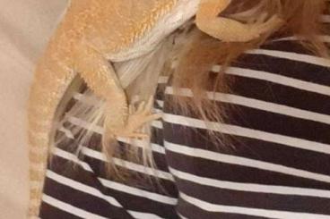 Bearded dragons kaufen und verkaufen Photo: 10 monate alte mänliche Farb Bartagame