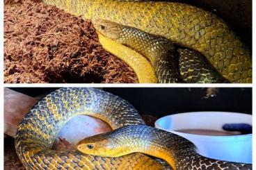Nattern ungiftige  kaufen und verkaufen Foto: Drymarchon corais CB2025 