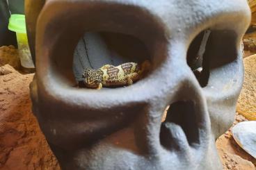 Geckos kaufen und verkaufen Foto: Eckterrarium komplett mit 4 Leopardengeckos 