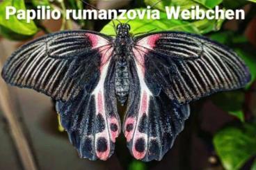 other Arthropoda kaufen und verkaufen Photo: Importpuppen exotische Schmetterlinge 