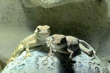 Geckos kaufen und verkaufen Foto: Pristurus carteri Dhofar Skorpionschwanzgeckos 