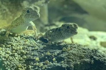 Geckos kaufen und verkaufen Foto: Pristurus carteri Dhofar Skorpionschwanzgeckos Geckos kaufen und verkaufen Foto: Pristurus carteri Dhofar Skorpionschwanzgeckos