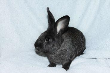 Futtertiere kaufen und verkaufen Foto: Junge Kaninchen heute abzugeben