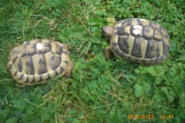 Tortoises kaufen und verkaufen Photo: Griechische Landschildkröten NZ 2020 und älter