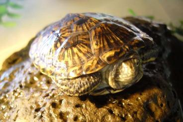 Turtles kaufen und verkaufen Photo: Europäische Sumpfschildkröten (Emys orbicularis) NZ 2021