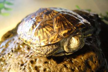 Sumpfschildkröten kaufen und verkaufen Foto: Europäische Sumpfschildkröten (Emys orbicularis) NZ 2021