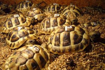 Tortoises kaufen und verkaufen Photo: Griechische Landschildkröten (THB) NZ 2021
