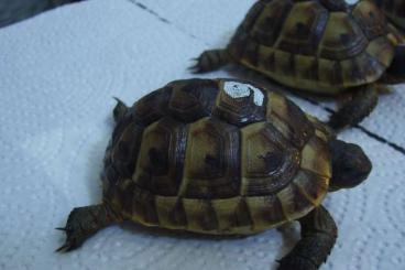 Landschildkröten kaufen und verkaufen Foto: Maurische Landschildkröten NZ 2021