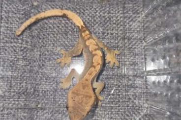 Geckos kaufen und verkaufen Foto: Kronen Gecko Jungtiere ca 5 Monate alt 0,025