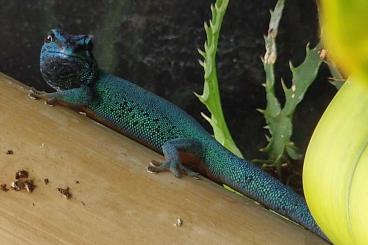 Geckos kaufen und verkaufen Foto: Lygodactylus williamsi 1.0 