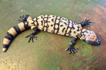 Lizards kaufen und verkaufen Photo: Extra nice Gila Monsters - Heloderma suspectum