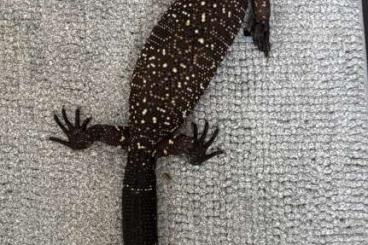 Lizards kaufen und verkaufen Photo: 1,1 Heloderma horridum     