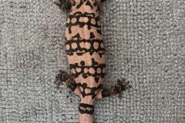 Lizards kaufen und verkaufen Photo: 1,1 Heloderma suspectum - Gila Monster