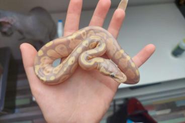 Ball Pythons kaufen und verkaufen Photo: 1.0 Coral Glow ENZ22          