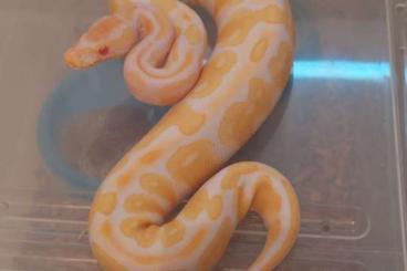 Ball Pythons kaufen und verkaufen Photo: 1.0 Albino 50% ph Clown ENZ22