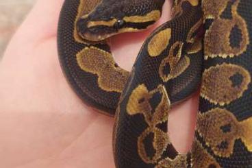 Ball Pythons kaufen und verkaufen Photo: 1.0 Classic 100% het Albino 50% ph Clown ENZ22