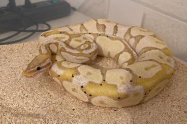 Königspythons kaufen und verkaufen Foto: 1.0 Coral Glow Pastel NZ16 Proven breeder