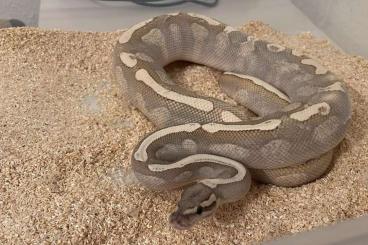 Königspythons kaufen und verkaufen Foto: 1.0 GHI Fire Lesser NZ18 Proven Breeder 