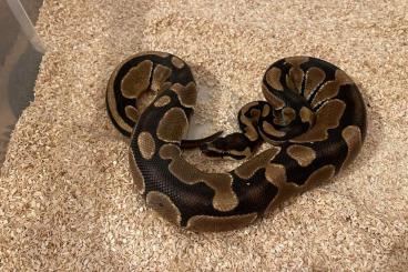 Ball Pythons kaufen und verkaufen Photo: 0.1 Classic dh Albino Pied NZ21