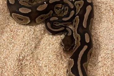 Ball Pythons kaufen und verkaufen Photo: 1.0 Black Pastel dh Albino Pied NZ21