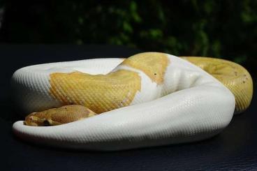 Königspythons kaufen und verkaufen Foto: 1.0 Banana Pied Königspython | 2019