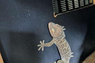 Geckos kaufen und verkaufen Foto: 1.0 adult Gecko Gekko tokay Geckos kaufen und verkaufen Foto: 1.0 adult Gecko Gekko tokay