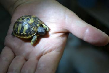 Landschildkröten kaufen und verkaufen Foto: Griechische Landschildkröten aus Hobbyzucht