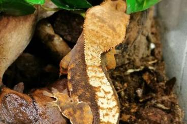 Geckos kaufen und verkaufen Foto: Correlophus ciliatus Kronengecko 1.0