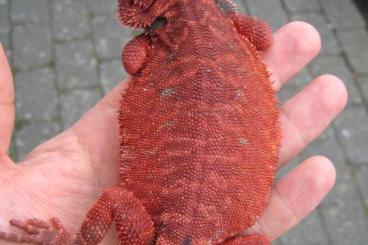 Bearded dragons kaufen und verkaufen Photo: Bartagame Bock - Red Monster Leatherback het Hypo - sehr rot handzahm Bearded dragons kaufen und verkaufen Photo: Bartagame Bock - Red Monster Leatherback het Hypo - sehr rot handzahm