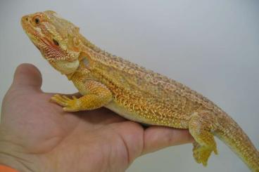 Bearded dragons kaufen und verkaufen Photo: Farbbartagame Yellow Orange Hypo Genetic Stripped Weibchen - handzahm Bearded dragons kaufen und verkaufen Photo: Farbbartagame Yellow Orange Hypo Genetic Stripped Weibchen - handzahm