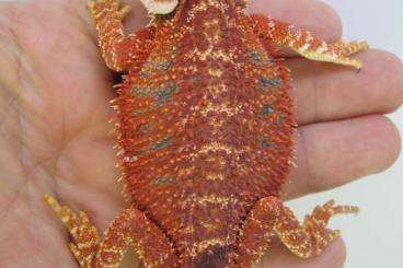 Bearded dragons kaufen und verkaufen Photo: Bartagame Ein Viertel Red Monster het. Hypo Nachzucht Nr.5 - Weibchen Bearded dragons kaufen und verkaufen Photo: Bartagame Ein Viertel Red Monster het. Hypo Nachzucht Nr.5 - Weibchen