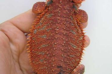 Bearded dragons kaufen und verkaufen Photo: Farbbartagame Red Monster Männchen - handzahm - adult Bearded dragons kaufen und verkaufen Photo: Farbbartagame Red Monster Männchen - handzahm - adult