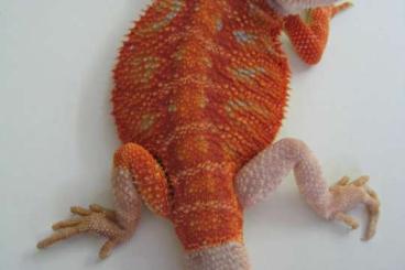 Bearded dragons kaufen und verkaufen Photo: Farbbartagame Orange / Red Hypo poss. het. Translucent Bock - 270 Gr.