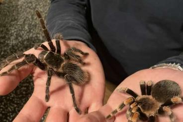 Spinnen und Skorpione kaufen und verkaufen Foto: Various Tarantulas for sale