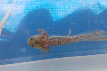 Schwanzlurche kaufen und verkaufen Foto: Junge Axolotl abzugeben Schwarz / Weiß (Cooper !?)