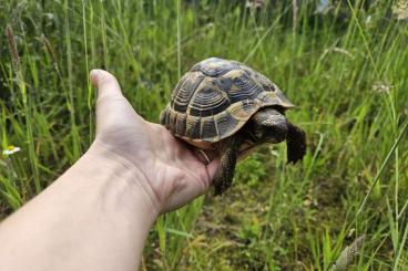 Tortoises kaufen und verkaufen Photo: 1.0 Testudo hermanni hermanni 