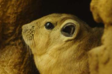 Exotische Säuger kaufen und verkaufen Foto: Gundi-Nachzuchten abzugeben Exotische Säuger kaufen und verkaufen Foto: Gundi-Nachzuchten abzugeben