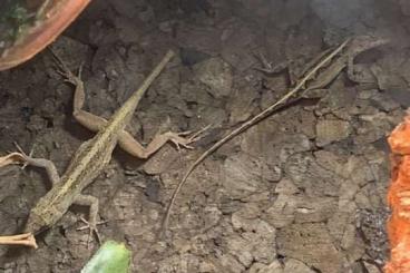 andere Echsen kaufen und verkaufen Foto: 1.1 Anolis sagrei, Syn.: Norops sagrei