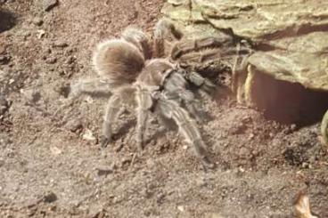 Spinnen und Skorpione kaufen und verkaufen Foto: Grammostola Rosea spinnen