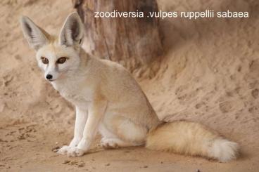 Exotische Säuger kaufen und verkaufen Foto: Vulpes ruppellii sabaea  for Sale 