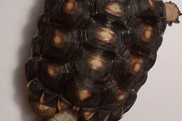 Landschildkröten kaufen und verkaufen Foto: Sulcata Black Mutation for sale 