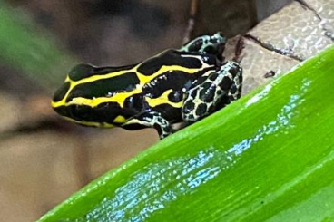 Poison dart frogs kaufen und verkaufen Photo: Ranitomeya Ventrimaculata
