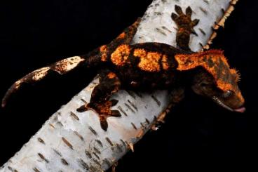 Geckos kaufen und verkaufen Photo: crested gecko ( gecko a crete) halloween