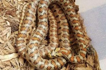 Schlangen kaufen und verkaufen Foto: Leopard snake, mandarinratsnake, alterna alterna