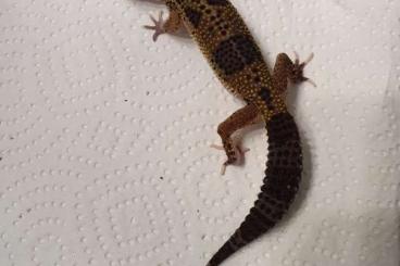 Geckos kaufen und verkaufen Photo: Leopardgeckos                                                         