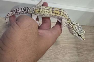Geckos kaufen und verkaufen Foto: 1.2 eublepharis angramainyu