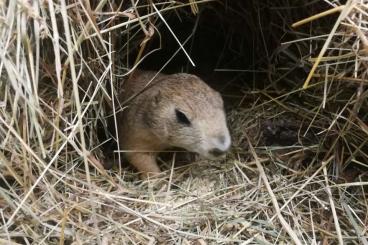 Exotische Säuger kaufen und verkaufen Foto: 1,1 Präriehunde abzugeben 