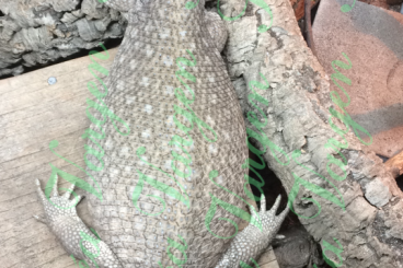 Warane kaufen und verkaufen Foto: CBB Varanus exanthematicus