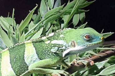 Echsen kaufen und verkaufen Foto: 1.0 Brachylophus fasciatus Echsen kaufen und verkaufen Foto: 1.0 Brachylophus fasciatus