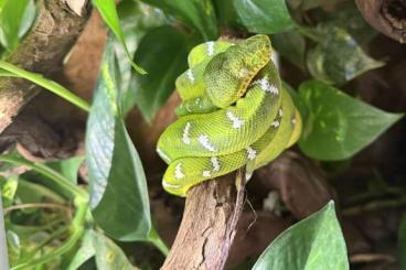 Snakes kaufen und verkaufen Photo: Corallus Caninus/Emerald tree boa